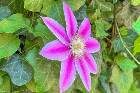 140 Savannah Ct, Advance, NC 27006 photo 41