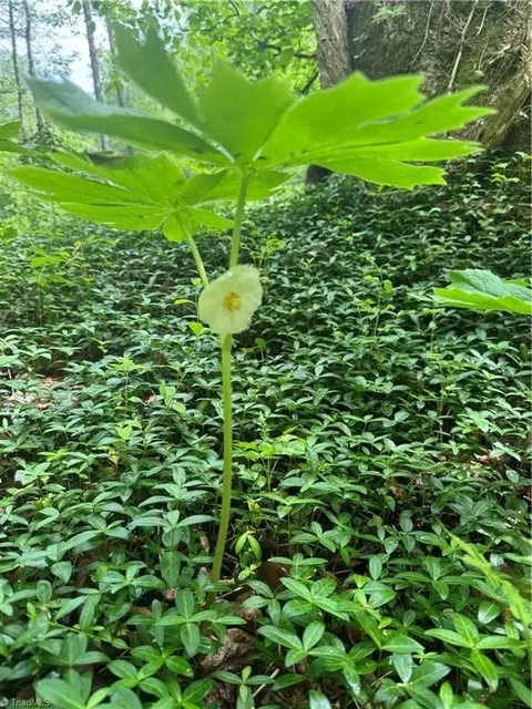 tbd Wildcat Rd, Deep Gap, NC 28618 photo 27