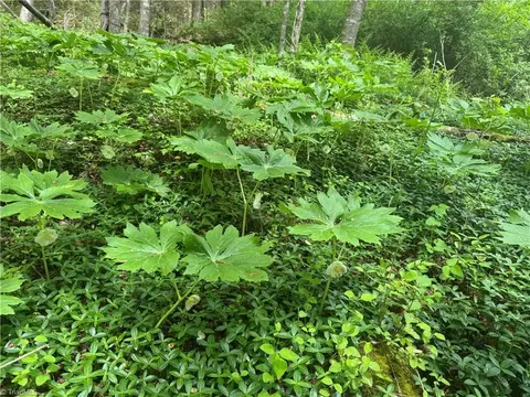 tbd Wildcat Rd, Deep Gap, NC 28618 photo 28