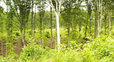 lot8 Skeens Mill Rd, Trinity, NC 27370 photo 6