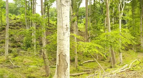 lot8 Skeens Mill Rd, Trinity, NC 27370 photo 8