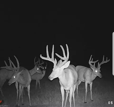 0 Shell Creek Rd, Ferguson, NC 28624 photo 3