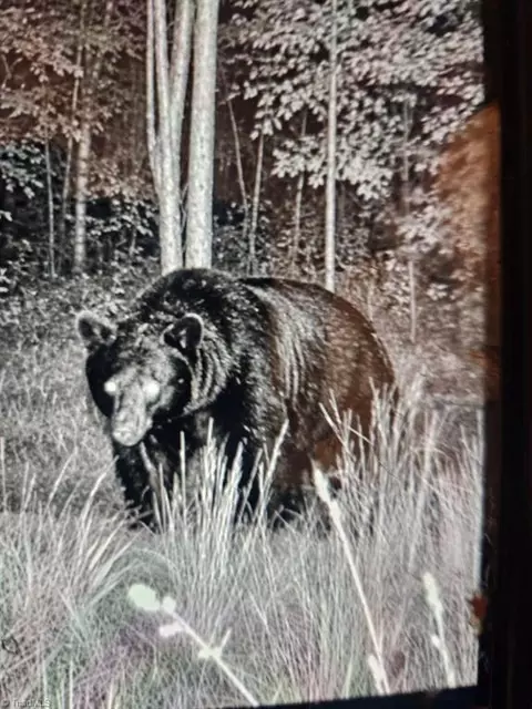 0 Shell Creek Rd, Ferguson, NC 28624 photo 11