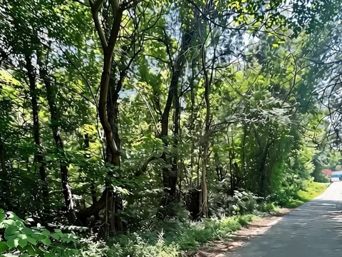 0 Dewberry Rd, Lewisville, NC 27023