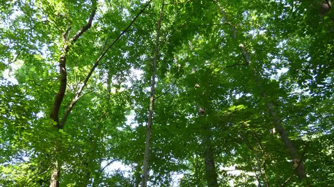 lot2 Forest Dr, Graham, NC 27253