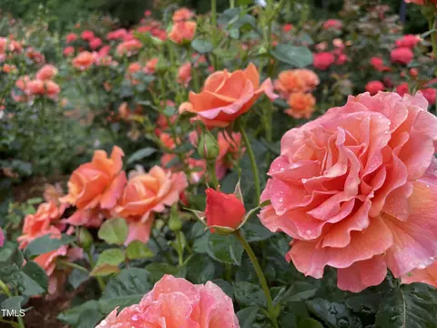Other - 2506 Everett Ave, Raleigh, NC 27607 photo 6 of 6