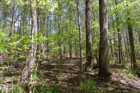 0 Egypt Mountain Rd, Kittrell, NC 27544 photo 6