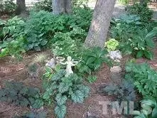 14733 New Light Rd, Wake Forest, NC 27587 photo 3