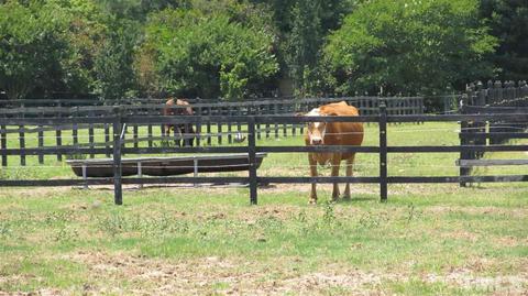 1808 Wade Stedman Rd, Stedman, NC 28391 photo 20