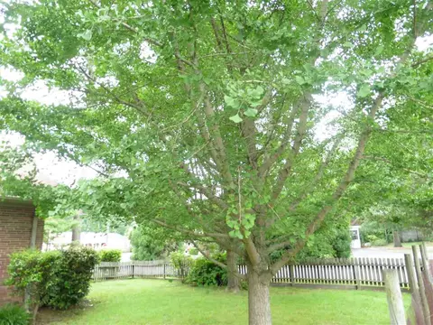 901 S Second St, Smithfield, NC 27577 photo 21