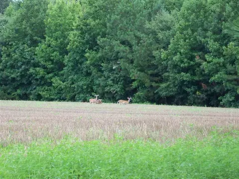 2114 Sanders Rd, Stem, NC 27581 photo 18