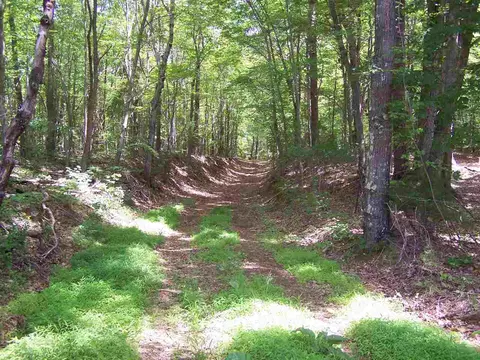 1475 Williamson Rd, Buffalo Junction, VA 24529 photo 20