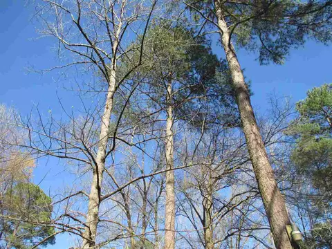 446 River Point Rd, Moncure, NC 27559 photo 3