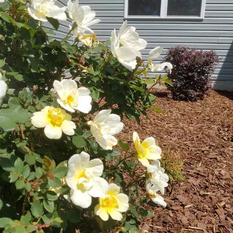 48 Phobos Pl, Garner, NC 27529 photo 23