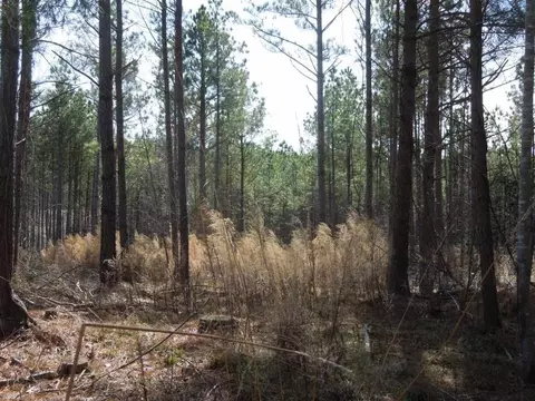 2503 Baptist Rd, Durham, NC 27703 photo 10