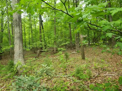 1502 N White St, Wake Forest, NC 27587 photo 12