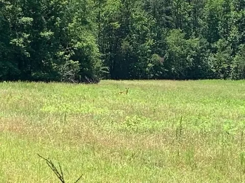 1171 Rougemont Rd, Rougemont, NC 27572 photo 9