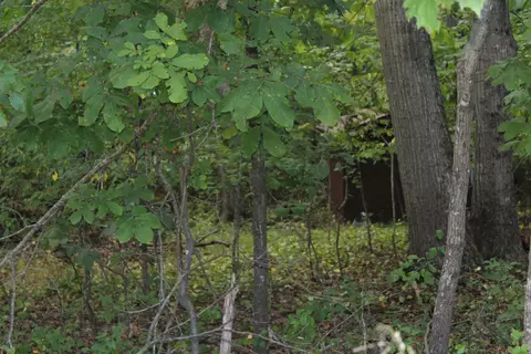 3559 Deerfield Rd, Stem, NC 27581 photo 2