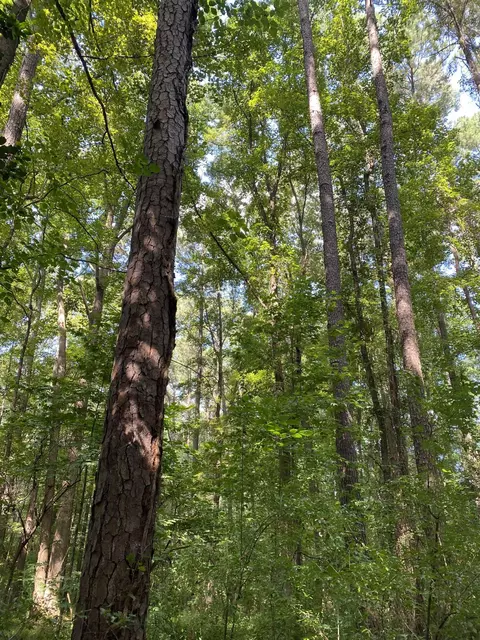 0 Old Stage Rd, Garner, NC 27529 photo 9