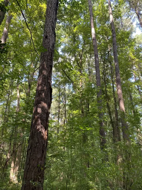 0 Old Stage Rd, Garner, NC 27529 photo 9