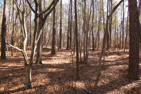 2517 Baptist Rd, Durham, NC 27703 photo 32