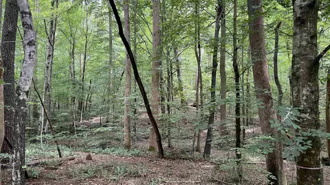 4240 Purnell Rd, Wake Forest, NC 27587
