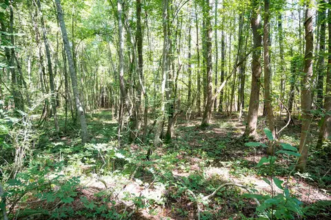 00001 Wayside Ln, Bunnlevel, NC 28323 photo 26