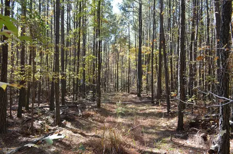 2778 Baptist Rd, Durham, NC 27703 photo 6