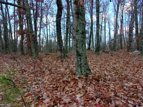 00 Medford Oakley Rd, Rougemont, NC 27572