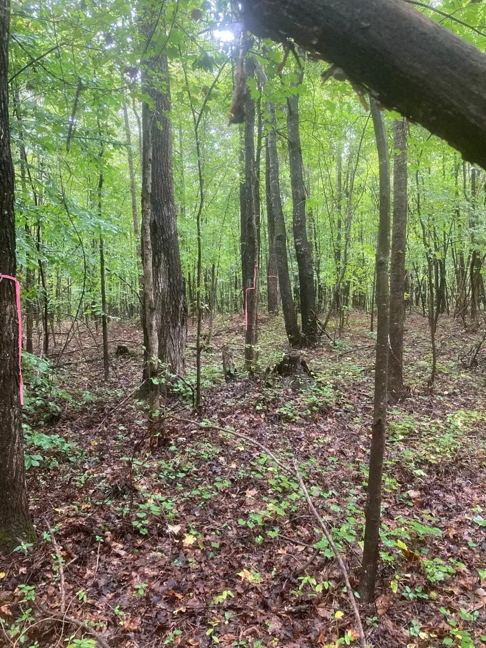  000 Fish Stallings Rd, Henderson, NC 27537 photo 5