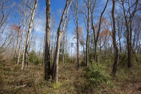 0 Cherry Tree Rd, Gaston, NC 27832 photo 27