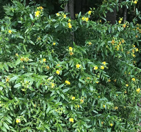 595 Billets Run, Moncure, NC 27559 photo 79