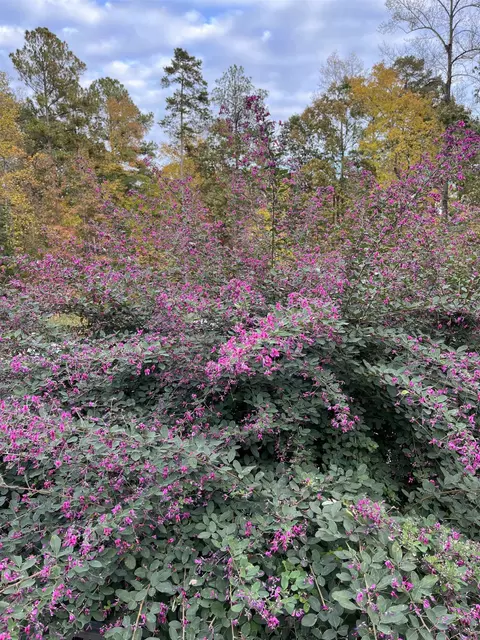 595 Billets Run, Moncure, NC 27559 photo 74