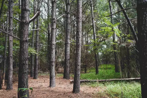 5 S Acres S Chavis Rd, Kittrell, NC 27544