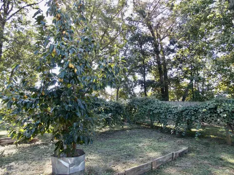 175 Gray Squirrel Dr, Angier, NC 27501 photo 38