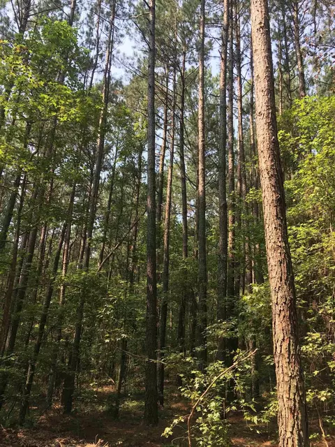 00 Vick Rd, Spring Hope, NC 27882 photo 8