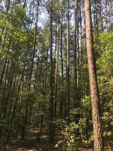 00 Vick Rd, Spring Hope, NC 27882 photo 8
