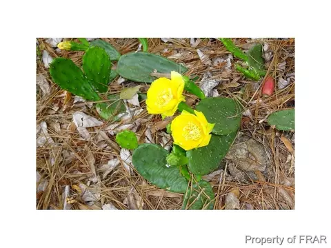 16080 Bee Tree Ln, Wagram, NC 28396 photo 31