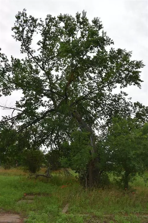 708 E Tarrant St, Llano, TX 78643 photo 3