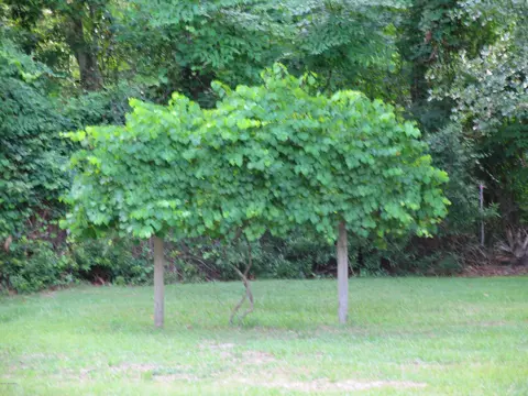 772 King Dr, Hampstead, NC 28443 photo 5