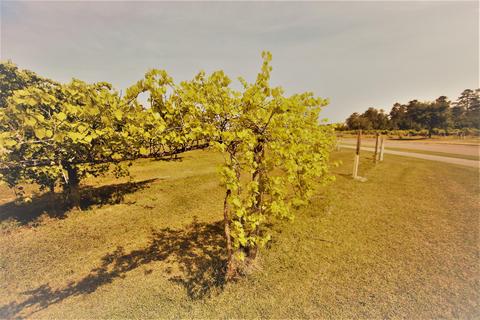 225 Cellars Way, Wallace, NC 28466 photo 60