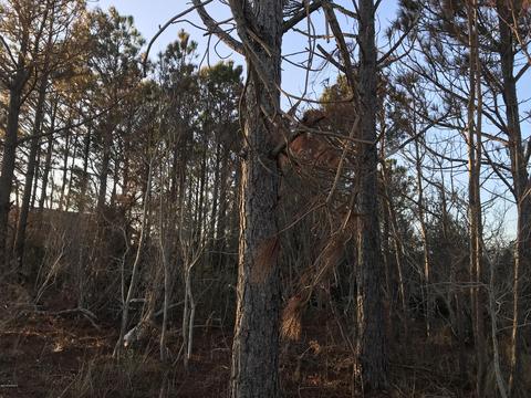 164 Macbry Rd, Marshallberg, NC 28553 photo 3
