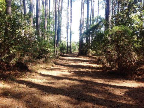 260 Donnie Davis Rd, Williston, NC 28579 photo 14