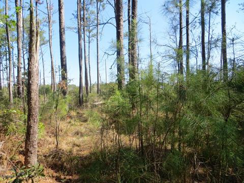 260 Donnie Davis Rd, Williston, NC 28579 photo 12