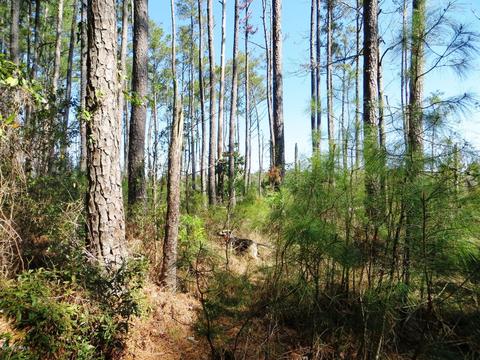 260 Donnie Davis Rd, Williston, NC 28579 photo 4