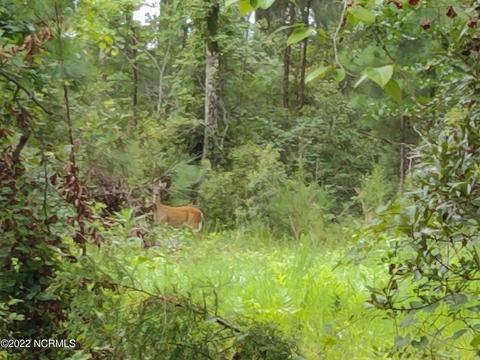 88 Half Moon Rd, Mesic, NC 28515 photo 28