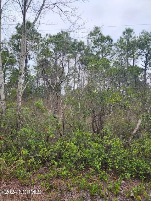 lot On Nc Highway 11, Willard, NC 28478