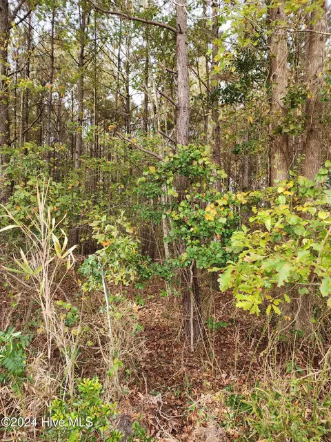 23 57 Ac Piney Woods Rd, Willard, NC 28478