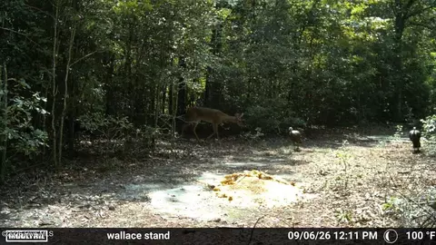 Other - 5 Bull Tail Rd, Wallace, NC 28466 photo 15 of 18