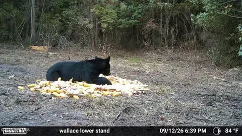 Other - 5 Bull Tail Rd, Wallace, NC 28466 photo 18 of 18
